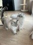 Simba_Nala (1)